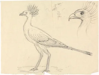 Sihteeri Bird