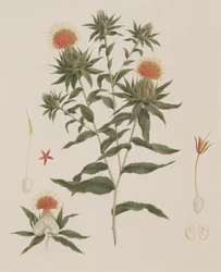 Sussa (Lehdet, kukat ja yksityiskohdat) aiemmin James Bruce (1730-94) (wc grafiitin päällä paperilla)