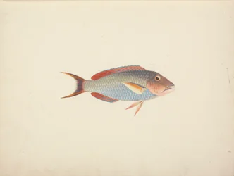 Tuntematon kala