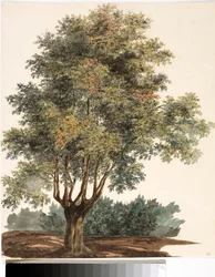 Puu (akvarelli, noin 1825)