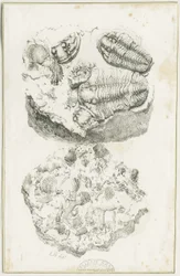 Dudley - Fossiilit: litografia, nd [n. 1825] (painokuva)