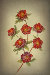 Kaksinkertaiset Queen-hellebore-kukat