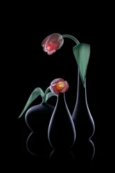Elegantit hehkuvat tulppaanit