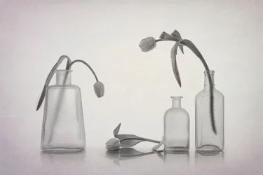 Hiljainen tulppaanien asetelma