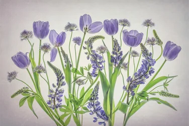 Hennot violetit kukat