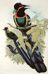 Arfak Astrapia, Astrapia Nigra - Paratiisin lintu