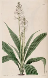 Kuva Calanthe triplicatasta (syn. Calanthe veratrifolia) (kasvi)