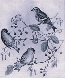 Siskins, Nature in Britain julkaissut Collins, 1946.