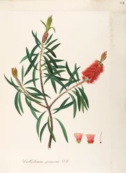 Albany Bottlebrush (Callistemon speciosum DC), Myrtaceae, Pensas, jolla on pysyviä lehtiä, kotoisin Australiasta, vesiväri