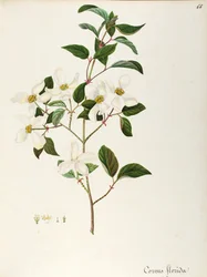 Kukkiva koiranpuu (Cornus florida), Cornaceae, pieni puu tai pensas, joka on kotoisin Pohjois-Amerikasta, vesiväri