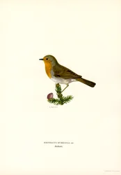 Robin (väri litho)