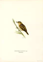 Aquatic Warbler (väri litho)