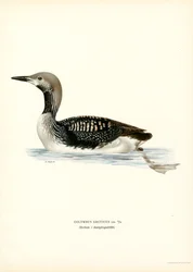 Arctic Loon (väri litho)