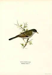 Barred Warbler (väri litho)