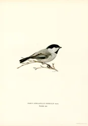 Mustahattuinen chickadee (väri litho)