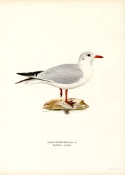 Mustapäinen lokki (väri litho)