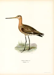 Mustapyrstökuiri