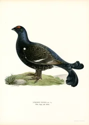 Teeri