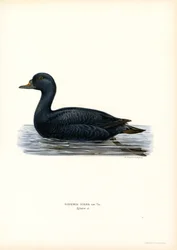 Musta Scoter (väri litho)