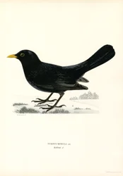Blackbird (väri litho)