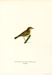 Chiffchaff (väri litho)
