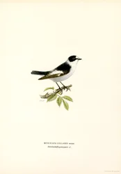 Kaulusperhosieppo (väri litho)