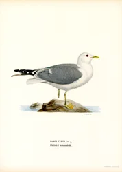 Lokki (värinen lito)