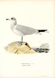 Lokki (värinen lito)