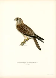 Harvinainen haukku (väri litho)