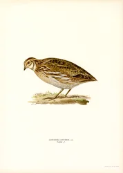 Viiriäinen (väri litho)