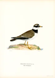 Sorkkatora (väri litho)