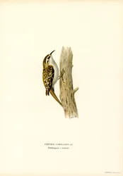 Common Treecreeper (väri litho)