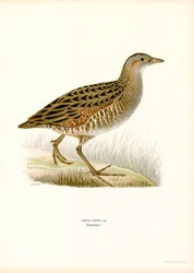 Corn Crake (väri litho)