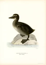 Haahka (väri litho)
