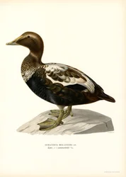 Haahka (väri litho)