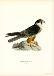 Euraasian harrastus (väri litho)