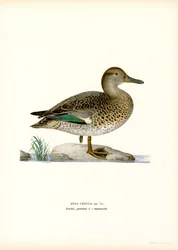 Euraasian taal (väri litho)