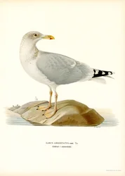 Silakkalokki (väri litho)