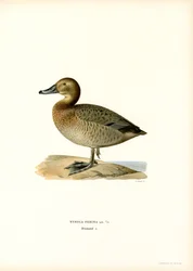 Eurooppalainen pochard (väri litho)