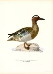 Garganey (väri litho)