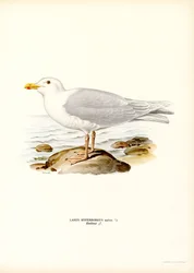 Glaucous Gull (väri litho)
