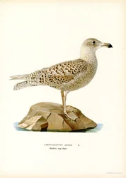Glaucous Gull (väri litho)