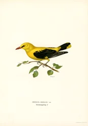 Kultainen orioli (väri litho)