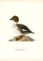 Goldeneye Duck (väri litho)