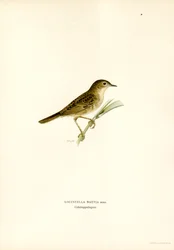Llagosta Warbler (color lito) finlandès