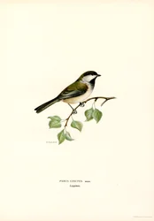 Harmaapäinen chickadee (väri litho)