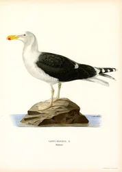 Isoselkälokki (väri lito)