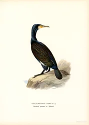 Merimetso (väri litho)