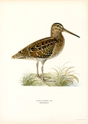 Great Snipe (väri litho)