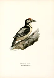 Isotikka (väri litho)